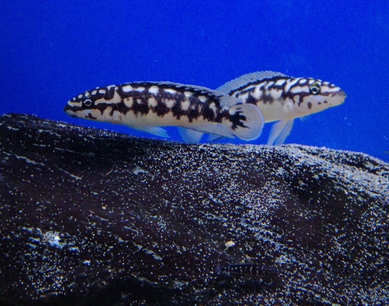 Julidochromis sp. 'katoto' Katoto